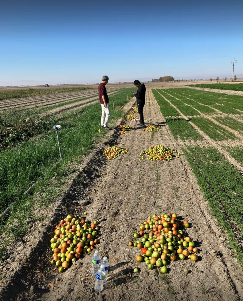 California processing-tomato trial field