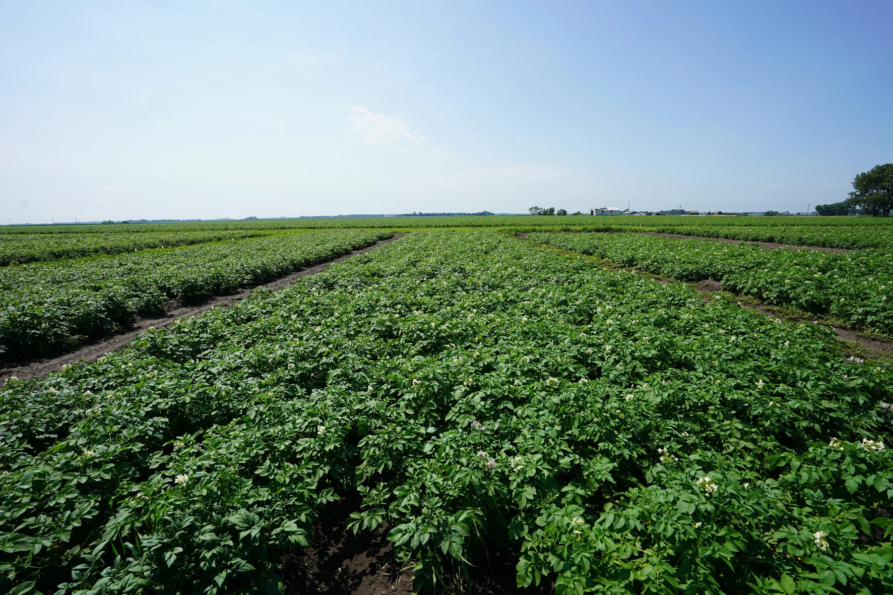 Potato trial field