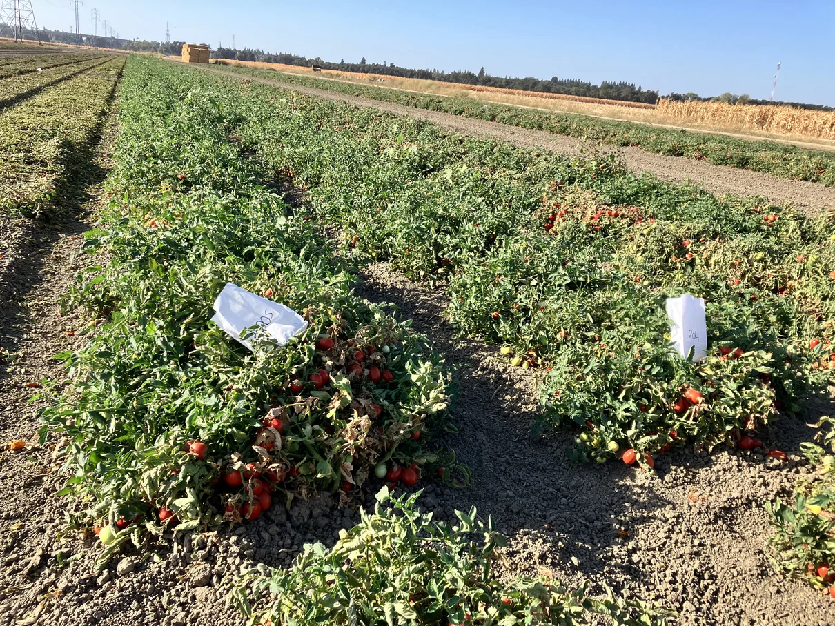 California processing tomato trial rows